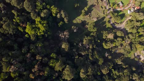 Drone-tilt-up-across-Northern-California-forest-to-reveal-SF-Bay-Area-hills