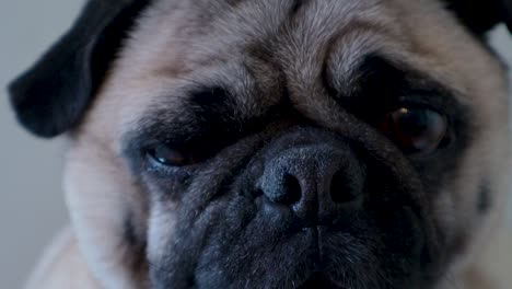 Push-in-closeup-of-sad-tired-looking-pug-dog