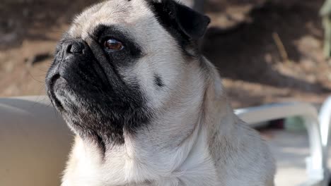 Closeup-of-nervous-pug-dog-sitting-on-boat-looking-around-outside-on-bright-sunny-day
