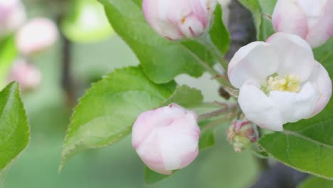 Closeup-shot-of-the-white-and-pink-apple-blossom-and-green-leaves-on-a-apple-tree,-bright-sunny-day