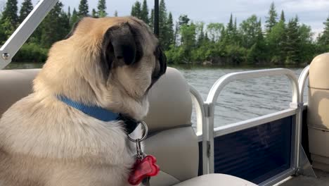 Pug-Dog-sitting-on-pontoon-boat-while-travelling-on-river-closeup-look-away-slow-motion-Manitoba-Canada