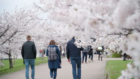 People-Enjoying-Blooming-Sakura-Park-in-Vilnius-on-a-Gloomy-Day