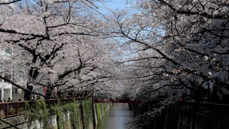Best-Cherry-Blossom-in-Tokyo