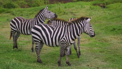 Drei-Kleine-Zebras,-Die-Auf-Einer-Safari-Auf-Einer-Grünen-Wiese-In-Der-Afrikanischen-Savanne-Wandern-Und-Gras-Essen