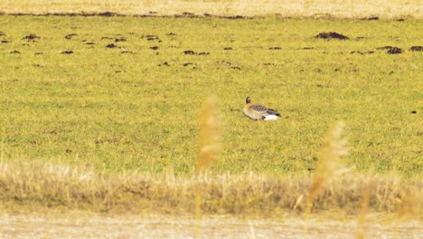 Single-bean-goose-in-sunny-spring-day-eating-in-agricultural-field-during-spring-migration,-farming-agriculture-and-food-production,-medium-shot-from-a-distance