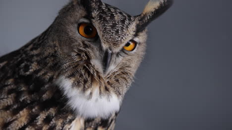 Owl-breathing-slow-motion-on-grey-background