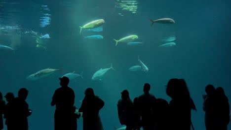 Der-Hochsommertourismus-Beginnt-Im-Monterey-Bay-Aquarium-Nach-Seiner-Wiedereröffnung-Im-Mai-2021