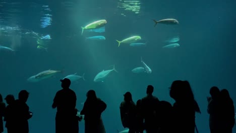 El-Pico-De-Turismo-De-Verano-Comienza-En-El-Acuario-De-La-Bahía-De-Monterey-Después-De-Su-Reapertura-En-Mayo-De-2021