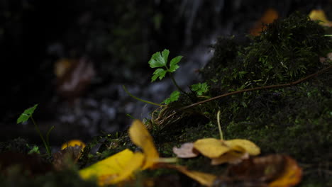 Acer-Leaf-Shoot-Growing-From-Moss-Covered-Rocks-With-Water-Falling-In-Background