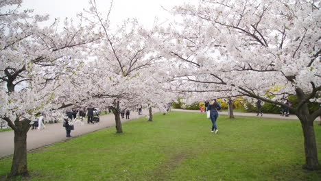 Gente-Caminando-Entre-árboles-De-Sakura-En-Vilnius-A-Principios-De-Primavera