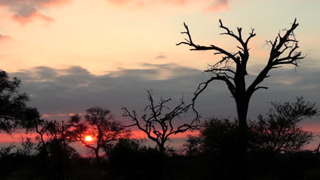 Statischer-Blick-Auf-Farbenfrohe-Sonnenuntergänge-Und-Baumsilhouetten,-Afrikanisches-Bushveld
