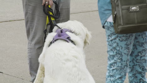 Weißer-Hund-Ruht-Neben-Besitzern-Während-Des-Hartriegelfestivals,-Siloam-Springs,-Arkansas