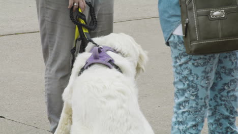 White-dog-rests-next-to-owners-during-Dogwood-Festival,-Siloam-Springs,-Arkansas