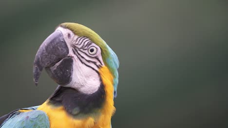 Slow-motion-close-up-portrait-of-a-beautiful-Blue-and-Yellow-Macaw