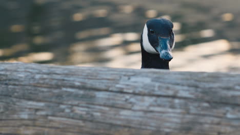 Canada-goose-turns-its-head-by-wooden-beam-and-streaming-water,-slomo
