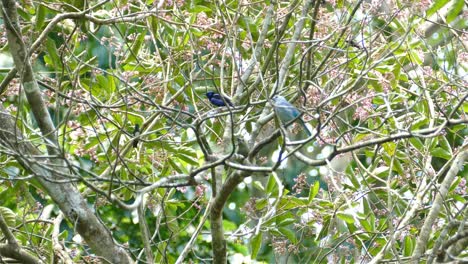 Bunte-Tanagervögel,-Die-Im-Frühling-Auf-Blühenden-Bäumen-Mit-Blumen-Sitzen