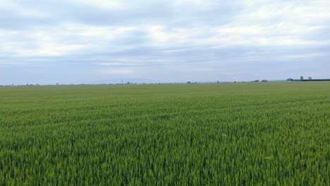 Gleiten-über-Ein-Großes-Landwirtschaftliches-Weizenfeld-Bei-Blauem-Bewölktem-Himmel-Auf-Dem-Land