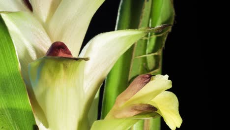 Siam-tulip-time-lapse-macro-close-up-of-one-of-the-orchid-like-buds-opening-follow-pedestal