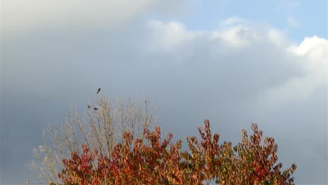 Birds-perched-atop-a-tree-top-with-autumn-colors-and-cloud-movement-in-the-background