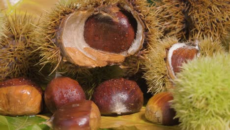 Reveal-shot-of-chestnut-castanea-sprinkled-with-water-drops