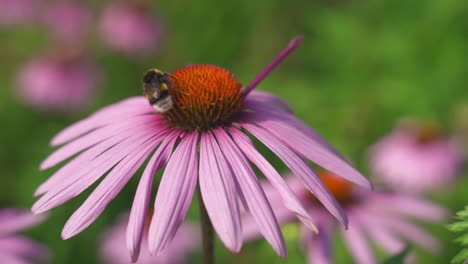 Close-up-of-a-Large-Carpenter-Bee-sucking-nectar-from-a-beautiful-purple-coneflower-and-flying-off,-Botanical-Garden
