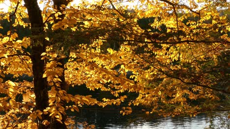 Fall-colors,-yellow-autumn-leaves-illuminated-by-sunlight-by-the-water