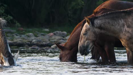 Einäugiges-Pferd-Taucht-Seinen-Kopf-Unter-Wasser,-Um-Nach-Nahrung-Zu-Suchen