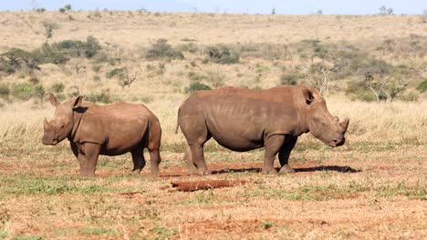 Adult-and-juvenile-white-rhinos-stand-together-in-golden-morning-light