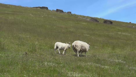 Eine-Gruppe-Von-Schafen-Auf-Einem-Englischen-Bauernhof-Am-Berghang