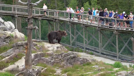 Menschenmenge,-Die-Einen-Einsamen-Braunbären-In-Gefangenschaft-Beobachtet---Bär-Kratzt-Sich-Am-Bein,-Während-Er-Hinter-Dem-Zaun-Steht---Statischer-Handheld---Norwegen