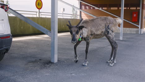 Close-view-of-reindeer-with-clamp-around-neck-at-concrete-parking-lot
