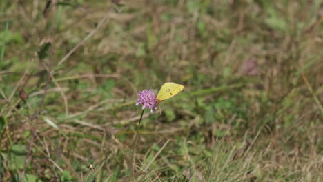 Gelber-Schmetterling-Colias-Hyal-Auf-Blume-Im-Sommer