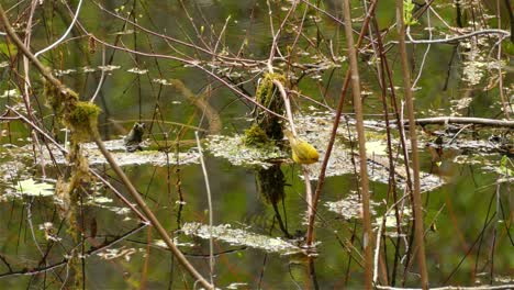 Cute-little-female-American-yellow-warbler,-setophaga-petechia-perching-on-a-twig-extruded-out-from-the-swampy-lake-with-beautiful-water-reflection-and-fly-off-at-the-end,-static-wildlife-bird-shot