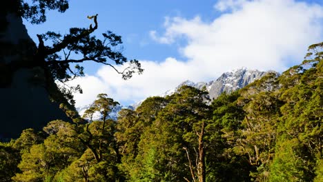 Beautiful-lighting-trees-and-giant-mountains-range-covered-with-snow-during-sunny-day-at-Milford-Track---Panorama-shot