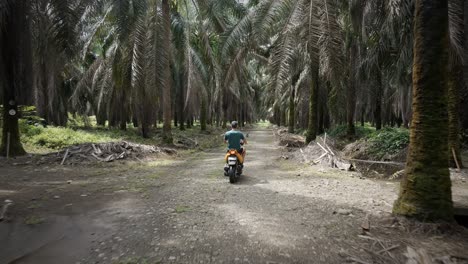 Joven-Conduciendo-Un-Scooter-A-Través-De-Un-Interminable-Bosque-De-Palmeras-Africanas