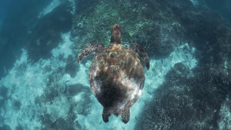 Sonne-Tröpfelt-Und-Reflektiert-Den-Rücken-Einer-Meeresschildkröte,-Die-über-Einem-Korallen--Und-Sandriff-Schwimmt