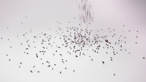 Nigella-Sativa-Samen-Oder-Schwarzer-Kümmel-Fallen-Auf-Die-Oberfläche-Vor-Weißem-Hintergrund