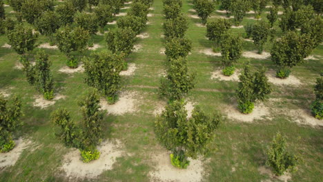 Haselnüsse-Bäume-Landwirtschaft-Biologischer-Anbau
