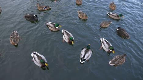A-pond-full-of-duck-mallard-swimming-around,-high-angle-close-up