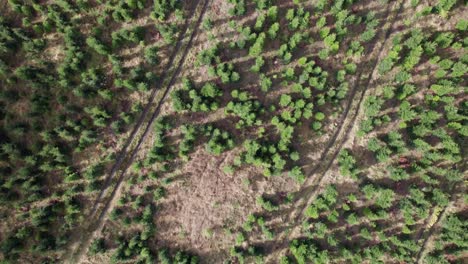 Aerial-Top-Down-View-of-Forestry-of-Spruce-Trees-and-Nordmann-Fir---Dolly-Shot