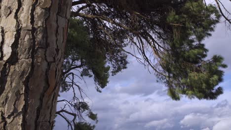 Panorama-Del-árbol-Viejo-En-El-Bosque