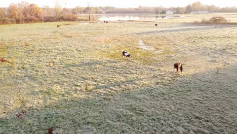 Horses-grazing-on-a-cold-and-frosty-morning-in-the-pasture-near-Flat-Rock-Michigan