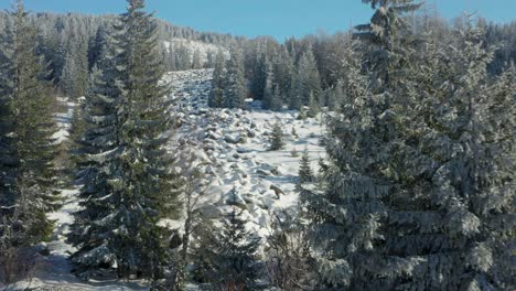 Drones-Vuelan-Sobre-Pinos-En-Montañas-Cubiertas-De-Nieve-En-Un-Día-Soleado-De-Invierno
