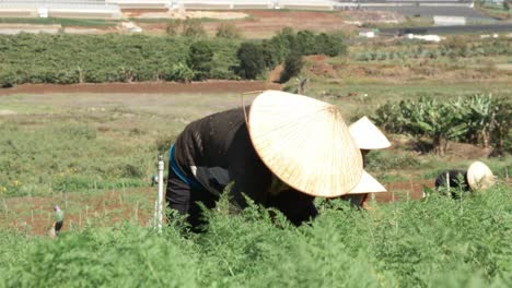 Lam-Dong-Province-carrot-organic-farm,-Workers-picking-freshly-carrots-on-field,-Vietnam