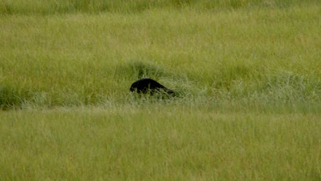 Schwarzbär,-Der-Mitten-Im-Grasland-Spazieren-Geht,-Um-Nahrung-Zu-Jagen