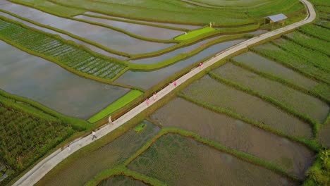 Gruppe-Von-Kindern,-Die-Auf-Dem-Weg-Zwischen-Wachsenden-Reisfeldern-In-Asien-Spazieren