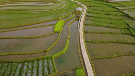 Luftaufnahme-Von-Terrassierten-Reisfeldern-In-Magelang,-Indonesien