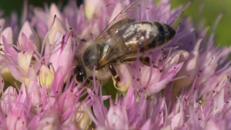 Hübsche-Honigbiene-In-Rosa-Blume-Auf-Der-Suche-Nach-Nektar-Während-Des-Bestäubungsprozesses---Makro-Nahaufnahme