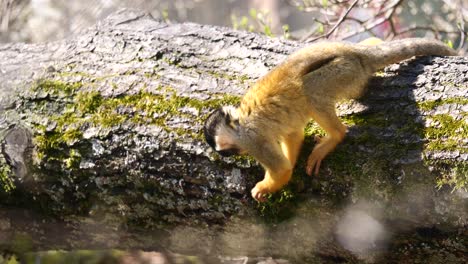 Slow-motion-shot-of-cute-Saimiri-Monkeys-climbing-on-wooden-trunk-in-forest-during-sunlight---close-up