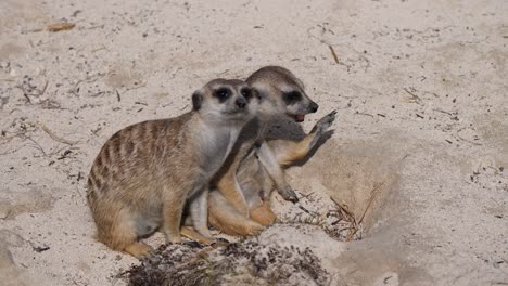 Couple-of-young-meerkats-loaf-outdoors-in-sand-field-during-sunny-day,close-up